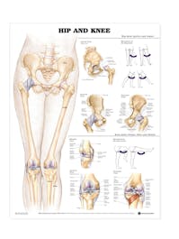 Hip and Knee Poster