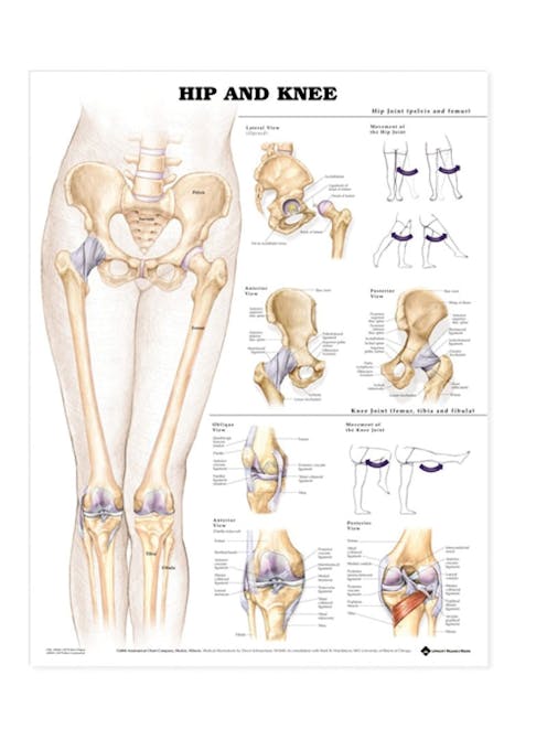 Hip and Knee Poster