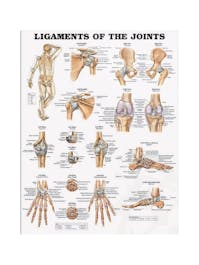 Ligaments & Joints Poster
